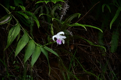 Sobralia rosea