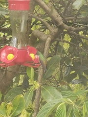 Chrysuronia versicolor