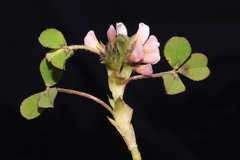 Trifolium amabile