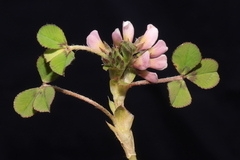 Trifolium amabile