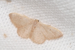 Idaea predotaria