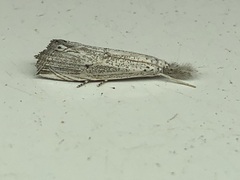 Haimbachia albescens