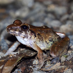 Craugastor fitzingeri