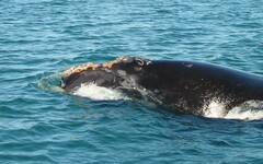 Eubalaena glacialis