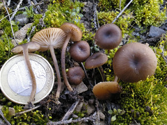 Tephrocybe