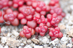 Sedum smallii