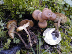 Tephrocybe
