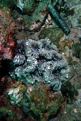 Heteractis aurora