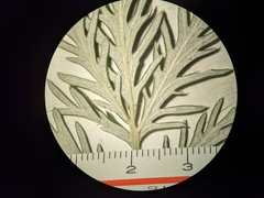 Potentilla bipinnatifida