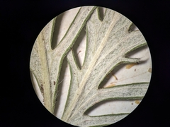 Potentilla bipinnatifida