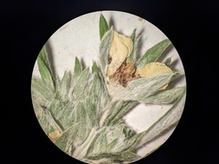 Potentilla bipinnatifida