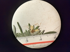 Potentilla bipinnatifida