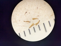 Potentilla bipinnatifida