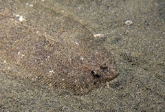 Arnoglossus laterna