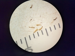 Potentilla bipinnatifida