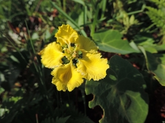 Stigmaphyllon ciliatum