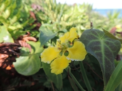 Stigmaphyllon ciliatum