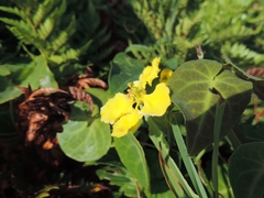 Stigmaphyllon ciliatum