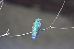 Colibri cyanotus