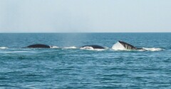 Eubalaena glacialis