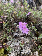 Rhodothamnus chamaecistus