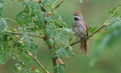 Synallaxis albescens