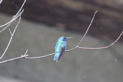 Colibri cyanotus
