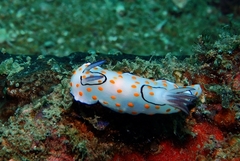Goniobranchus annulatus