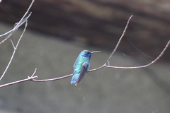 Colibri cyanotus