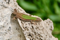 Podarcis siculus campestris