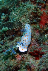 Goniobranchus annulatus
