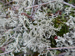 Cladonia leporina