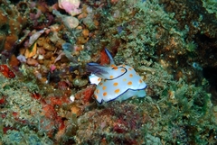 Goniobranchus annulatus