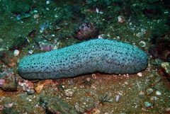 Stichopus herrmanni