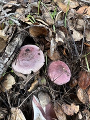 Leucoagaricus roseilividus