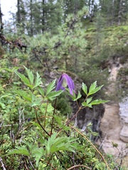 Clematis alpina
