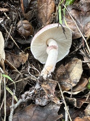 Leucoagaricus roseilividus