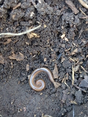 Parajulidae
