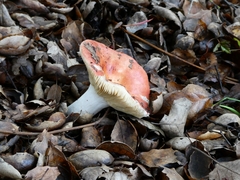 Russula cremoricolor