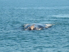 Eubalaena glacialis