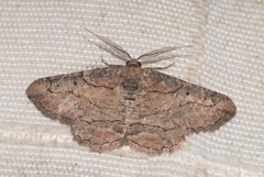 Menophra japygiaria