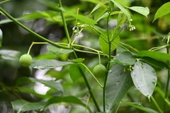 Euphorbiaceae