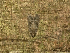 Copromorpha phaeosticta