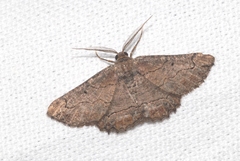 Menophra japygiaria
