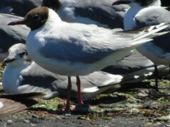 Chroicocephalus maculipennis