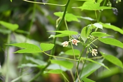 Euphorbiaceae