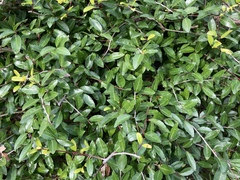 Elaeagnus pungens
