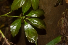 Cissus sterculiifolia