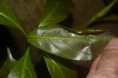 Cissus sterculiifolia