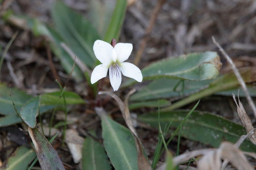 Viola vittata
